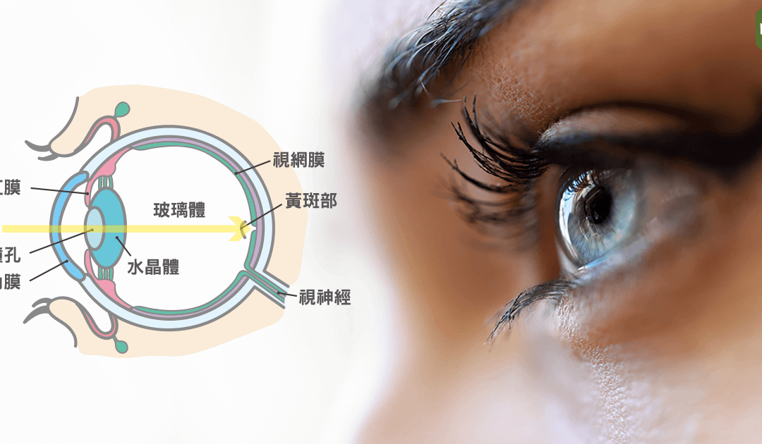 水晶體靠保養也會老化嗎？醫師教你怎麼挑選人工水晶體